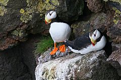 Horned Puffin